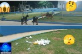 👉🏻🚧🤔🗣️🚨👎🏻🐶🦮Portilho tudo bom Olha a situação praça da igreja São João Paulo