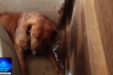 👉🏻👀🚨🐕‍🦺🦮🐕Cachorro muito doente e machucado. Portilho Quando você ver meu áudio você me responde