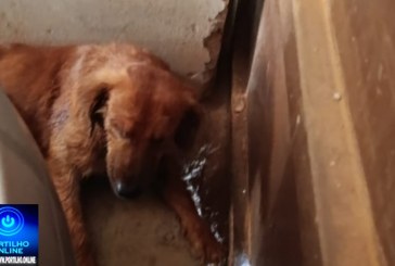 👉🏻👀🚨🐕‍🦺🦮🐕Cachorro muito doente e machucado. Portilho Quando você ver meu áudio você me responde