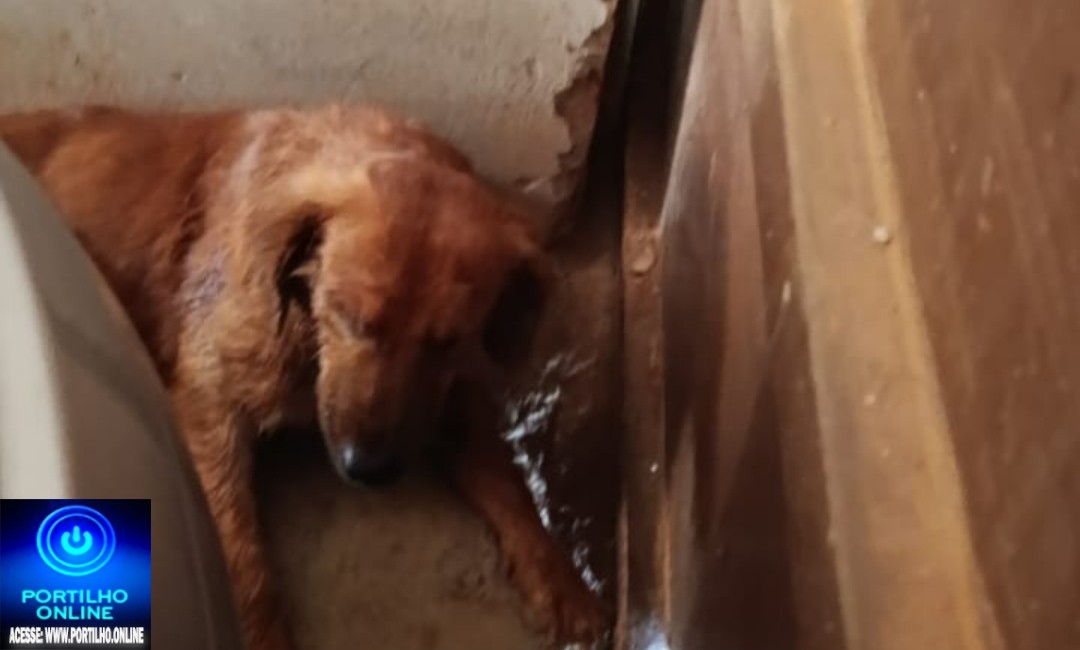 👉🏻👀🚨🐕‍🦺🦮🐕Cachorro muito doente e machucado. Portilho Quando você ver meu áudio você me responde