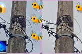 👉🏻🐝🐝🐝 Enxames de abelhas ☠️🚨😱🚑🚒Abelhas 🐝 🐝 🐝 🐝 🐝 apavora moradores no bairro jardim sul
