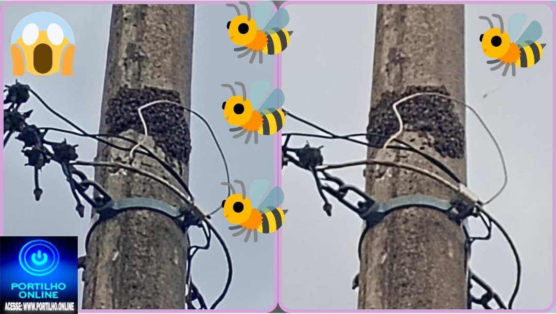 👉🏻🐝🐝🐝 Enxames de abelhas ☠️🚨😱🚑🚒Abelhas 🐝 🐝 🐝 🐝 🐝 apavora moradores no bairro jardim sul