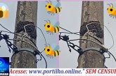 👉🏻🐝🐝🐝 Enxames de abelhas ☠️🚨😱🚑🚒Abelhas 🐝 🐝 🐝 🐝 🐝 apavora moradores no bairro jardim sul