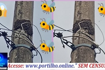 👉🏻🐝🐝🐝 Enxames de abelhas ☠️🚨😱🚑🚒Abelhas 🐝 🐝 🐝 🐝 🐝 apavora moradores no bairro jardim sul