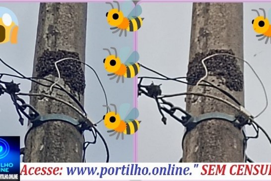 👉🏻🐝🐝🐝 Enxames de abelhas ☠️🚨😱🚑🚒Abelhas 🐝 🐝 🐝 🐝 🐝 apavora moradores no bairro jardim sul