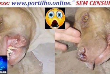 👉🗣🚨💉💉💉💊Posta isso para mim Portilho. Vacinei meus dois caes e os dois morreram