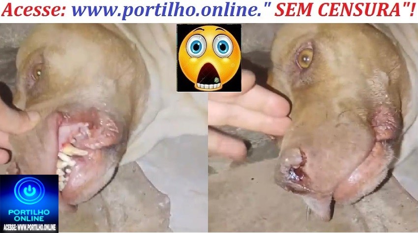 👉🗣🚨💉💉💉💊Posta isso para mim Portilho. Vacinei meus dois caes e os dois morreram