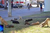 👉🏻🚨❓🗣️🤔🦮🐕😢Sobre os cães abandonados nas ruas. 👉🏻👍🏻👏🏻👏🏻👏🏻👏🏻Portilho, até que Prefeito Gustavo Brasileiro tentou  acolher eles para um abrigo, más ” os benditos defensores fizeram um escândalos”