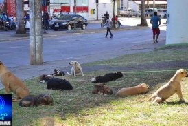 👉🏻🚨❓🗣️🤔🦮🐕😢Sobre os cães abandonados nas ruas. 👉🏻👍🏻👏🏻👏🏻👏🏻👏🏻Portilho, até que Prefeito Gustavo Brasileiro tentou  acolher eles para um abrigo, más ” os benditos defensores fizeram um escândalos”