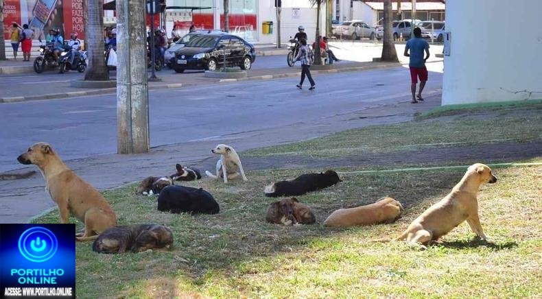 👉🏻🚨❓🗣️🤔🦮🐕😢Sobre os cães abandonados nas ruas. 👉🏻👍🏻👏🏻👏🏻👏🏻👏🏻Portilho, até que Prefeito Gustavo Brasileiro tentou acolher eles para um abrigo, más ” os benditos defensores fizeram um escândalos”