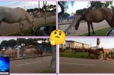 👉🏻🗣️🤔🚧🫵🏻👎🏻🐴🐂🐄🐖🐎🐕BOM DIA Portilho olha aí os CAVALOS PRÓXIMO Bernardão SERRA NEGRA. Que perigo ⚡🚧🚨 