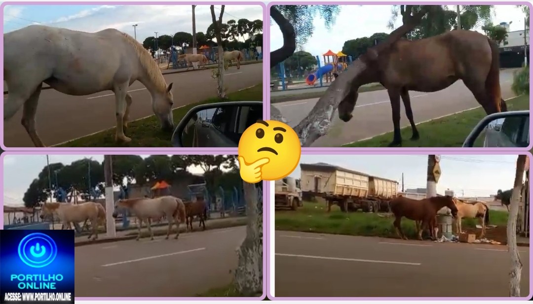👉🏻🗣️🤔🚧🫵🏻👎🏻🐴🐂🐄🐖🐎🐕BOM DIA Portilho olha aí os CAVALOS PRÓXIMO Bernardão SERRA NEGRA. Que perigo ⚡🚧🚨 