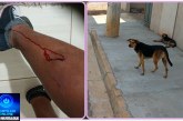 🚨🐕😱 UTILIDADE PÚBLICA | MORADORES DO JARDIM DAS OLIVEIRAS ESTÃO APAVORADOS COM ATAQUES DE CÃES! ⚠️🫣