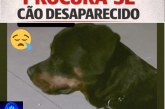 🎒😱🚨🐕 CACHORRO DA RAÇA ROTTWEILER ESTÁ DESAPARECIDO 😢🐾  📢 PROCURA-SE O CÃO ESCOOBY!