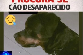 🎒😱🚨🐕 CACHORRO DA RAÇA ROTTWEILER ESTÁ DESAPARECIDO 😢🐾  📢 PROCURA-SE O CÃO ESCOOBY!