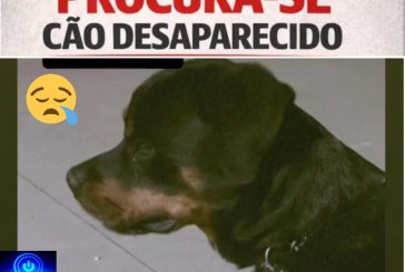 🎒😱🚨🐕 CACHORRO DA RAÇA ROTTWEILER ESTÁ DESAPARECIDO 😢🐾  📢 PROCURA-SE O CÃO ESCOOBY!