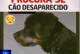 🎒😱🚨🐕 CACHORRO DA RAÇA ROTTWEILER ESTÁ DESAPARECIDO 😢🐾  📢 PROCURA-SE O CÃO ESCOOBY!