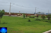 👉🐎🚨 PATROCÍNIO, A CIDADE DOS CAVALOS! TROPA E BOIADA TOMAM CONTA DAS RUAS!