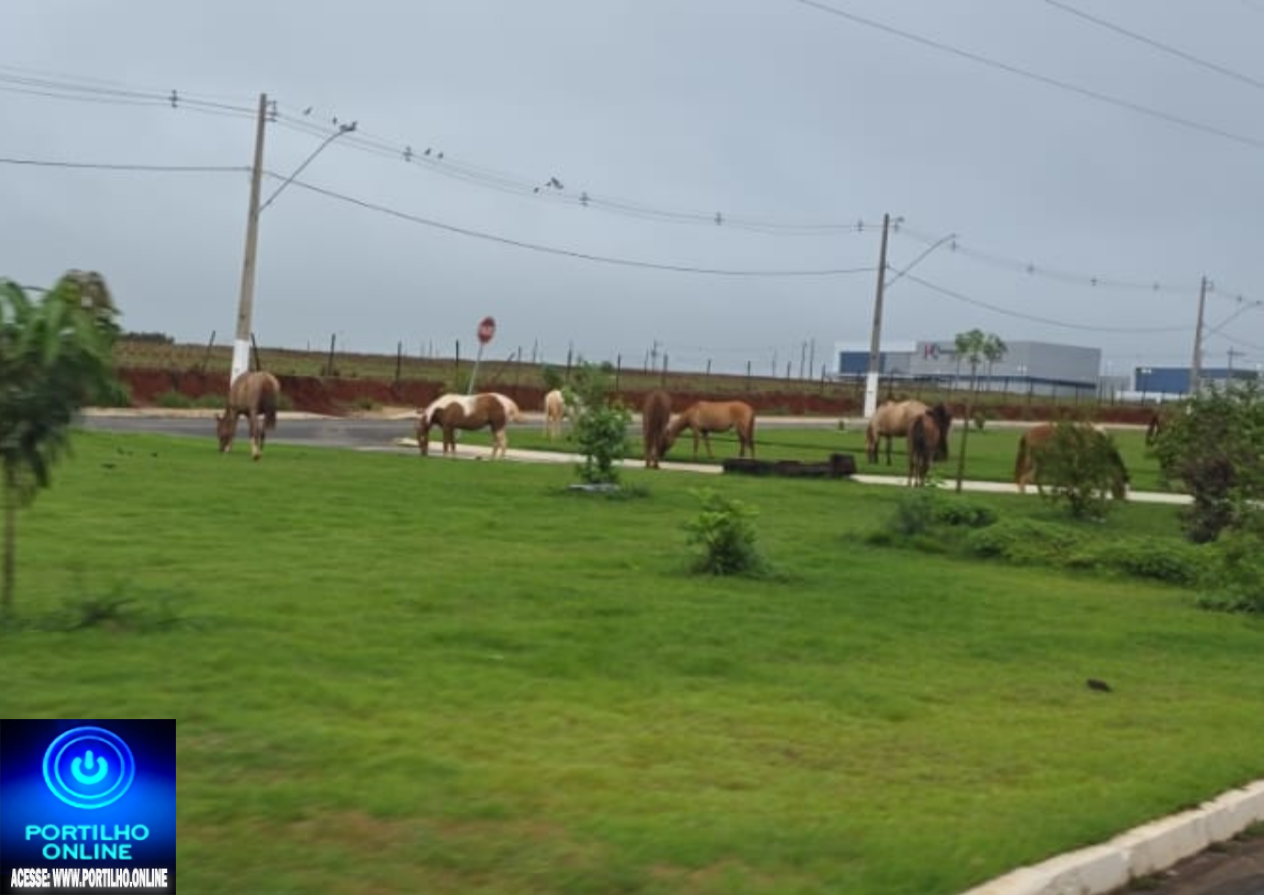👉🐎🚨 PATROCÍNIO, A CIDADE DOS CAVALOS! TROPA E BOIADA TOMAM CONTA DAS RUAS!